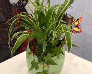 吊兰烂根怎么办