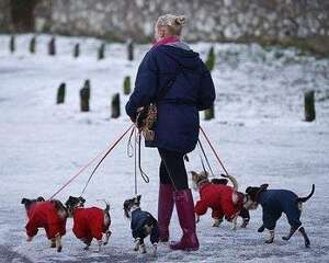 怎么给狗狗选择合适的牵引绳？