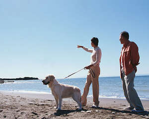 好主人必修的狗狗散步守则