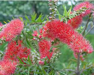 红千层的习性与栽种栽培(图)