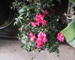 锦绣杜鹃的养殖方法和注意事项