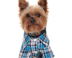 幼犬衣服是否必要
