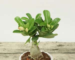 沙漠玫瑰肚子软怎么办