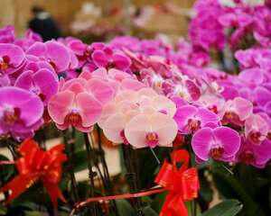 蝴蝶兰冻伤了怎么办