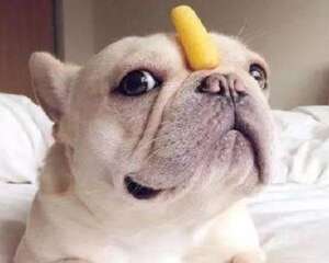 小狗吃多了怎么办？小狗吃多了解决办法