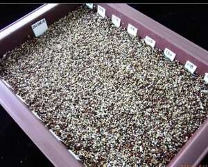 瓦苇属（十二卷）多肉植物播种育苗攻略与出苗后的四季养护技巧