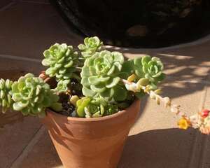 红化妆【Echeveria ‘Victor’】