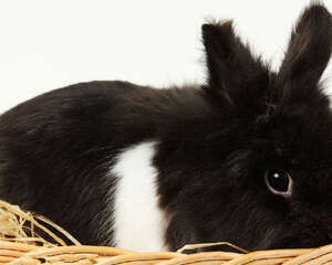 冬天兔兔需要人工保暖吗