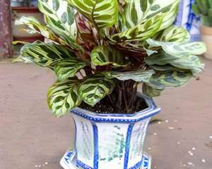 孔雀竹芋