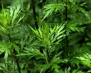 艾草喜欢长在什么地方