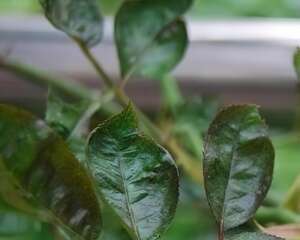 月季花蓟马的防治方法