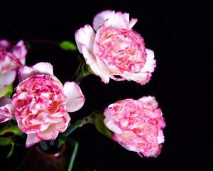 康乃馨多久浇一次水