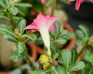 刚买的沙漠玫瑰叶子发黄怎么办