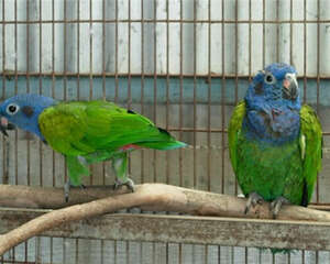 蓝头金刚鹦鹉的饲养知识