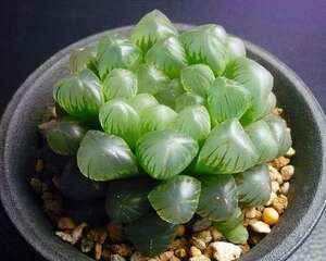 用事实说话，一棵姬玉露五年的养护成长心得