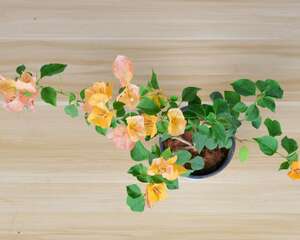 三角梅受冻了怎么办