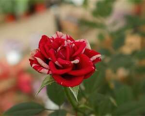 月季现在不能剪，剪完杆子变黑，今年都白养！