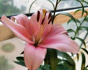 百合没有阳光能开花吗，花期需要晒太阳吗