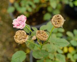 微型月季的养殖方法