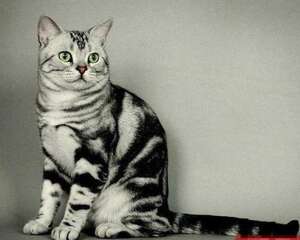 银虎斑猫多少钱一只？银虎斑猫饲养