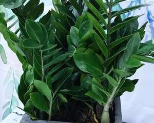 这花天生发财命，在家摆一盆，越养越有钱！