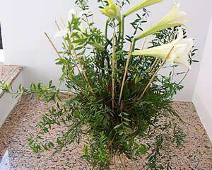 百合之春（图）