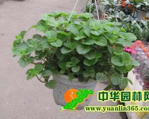 俄罗斯吊兰的日常养护