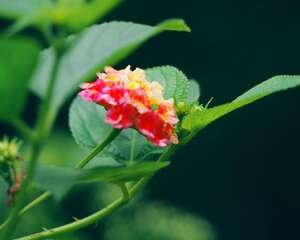 五色梅的花语是什么