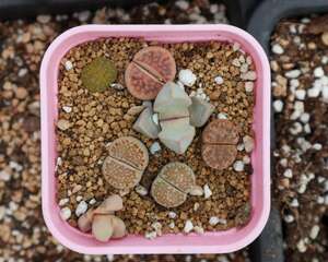 生石花徒长如何恢复