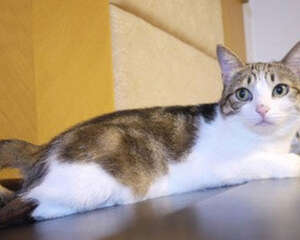 猫咪常见动作表情的解析（一）