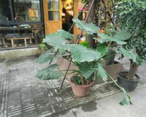 在家养滴水观音的常见问题