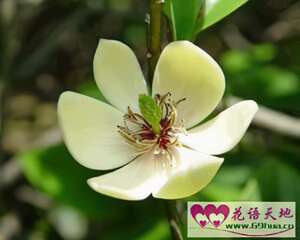 含笑花的花语：含蓄和矜持