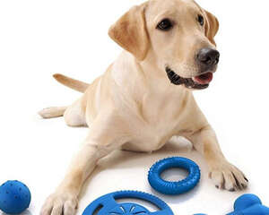 根据自家狗狗的习惯来挑选玩具