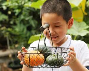 种菜何须一块田？像种多肉植物一样也可以种菜哟
