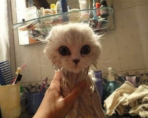 过节仍要重视猫咪护理工作