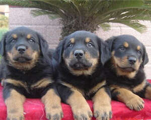 藏獒幼犬时期饮食参考