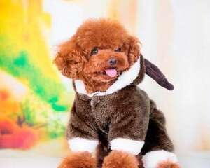 泰迪犬冬天怎么饲养 泰迪冬天需要穿衣服吗