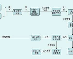 到底什么是弓形虫病？