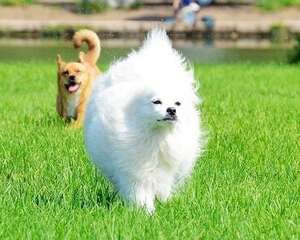 长毛犬如何进行日常毛皮护理