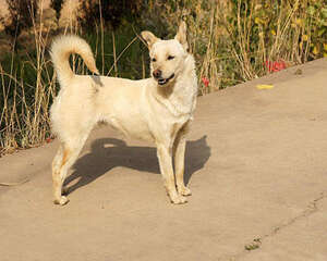 中华田园犬多少钱