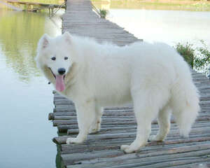 怀孕期的萨摩耶母犬应该如何护理