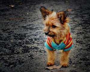 领养的流浪犬应该怎么饲养