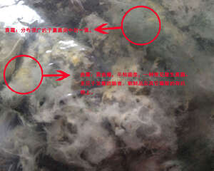 会要宠物命的霉菌