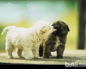 狗狗配种前需要考虑的问题都有什么？