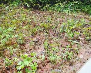 如何养护居民小区地被植物?