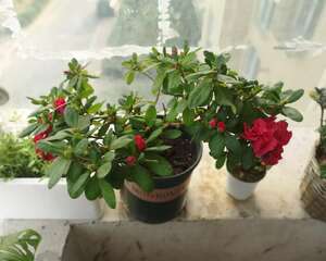 杜鹃花怎么浇水