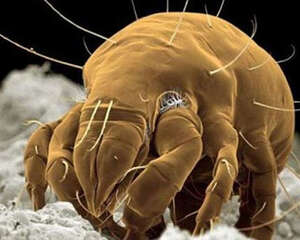 浅谈猫咪的昆虫过敏(二)