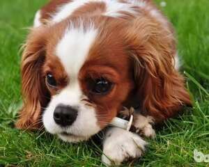 狗狗表达情感的方式都有哪些？