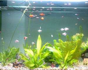 水族饲养水质的检测与调节