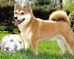 柴犬的习性特征介绍